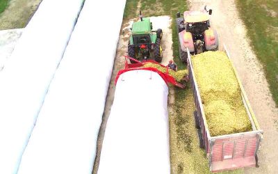 Ranchers Turn to Snaplage/Earlage for High Energy Nutritional Boosts