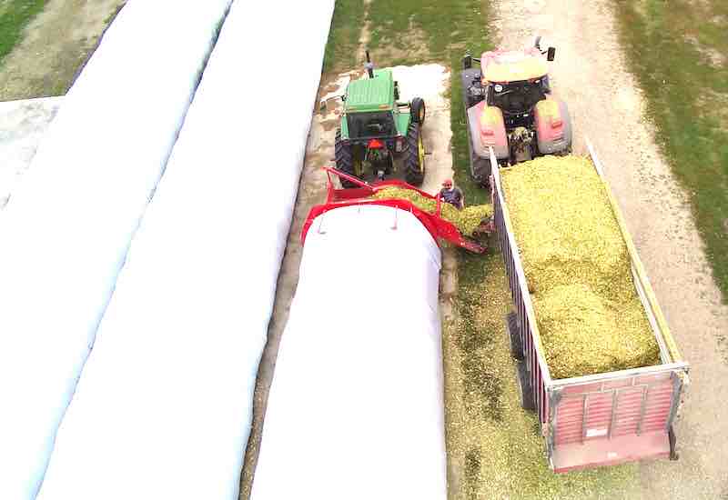 Ranchers Turn to Snaplage/Earlage for High Energy Nutritional Boosts