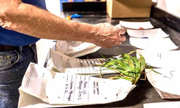 Four Reasons Why You Should Be Plant Tissue Testing