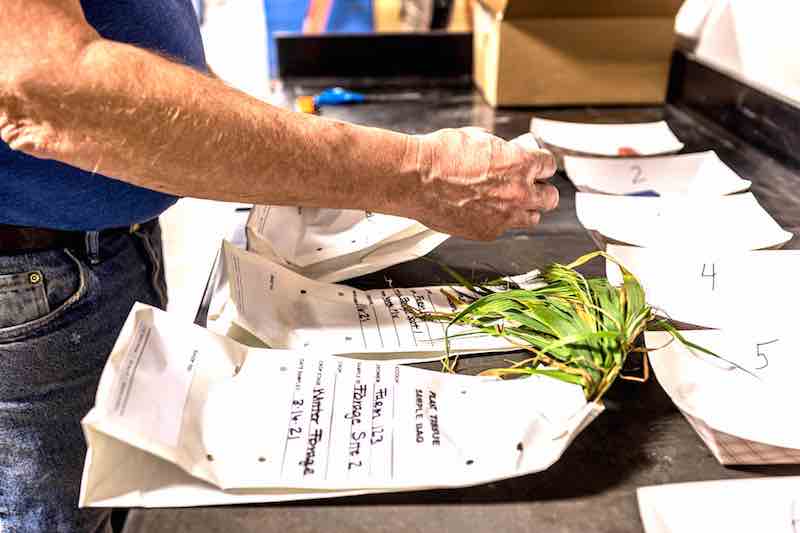 Four Reasons Why You Should Be Plant Tissue Testing