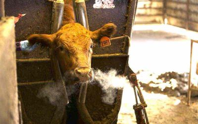 Tips to Get the Most Out of Your Cattle Drench