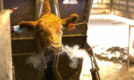 Tips to Get the Most Out of Your Cattle Drench