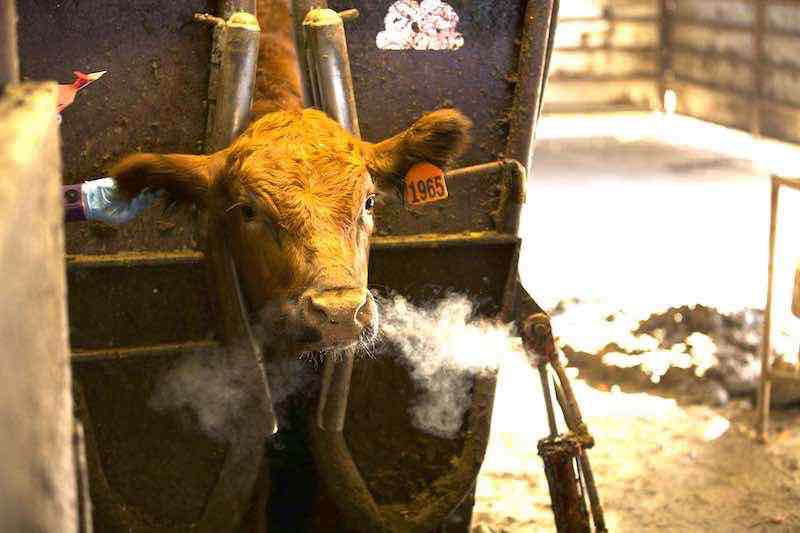 Tips to Get the Most Out of Your Cattle Drench