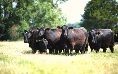 Remove the Guesswork From Choosing the Best Fly Control For Cattle