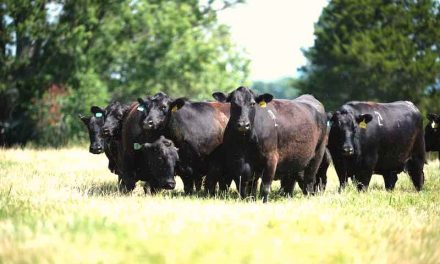 Remove the Guesswork From Choosing the Best Fly Control For Cattle