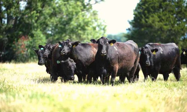 Remove the Guesswork From Choosing the Best Fly Control For Cattle
