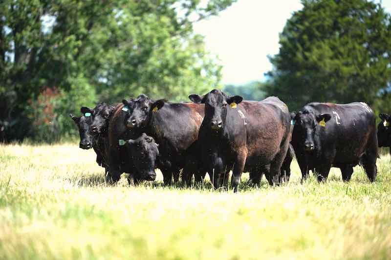 Remove the Guesswork From Choosing the Best Fly Control For Cattle