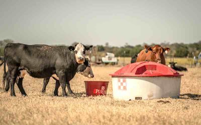The 1,500 lb. Question: Are Your Cows Too Big?