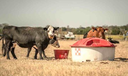 The 1,500 lb. Question: Are Your Cows Too Big?