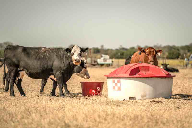 The 1,500 lb. Question: Are Your Cows Too Big?