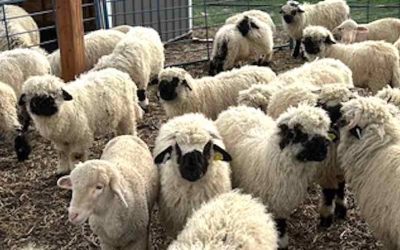 The Charm of Valais Blacknose Sheep