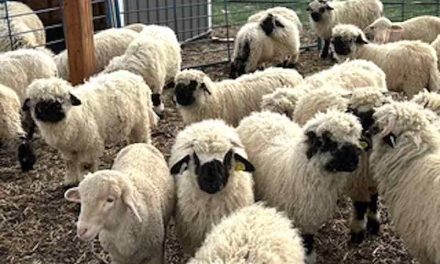 The Charm of Valais Blacknose Sheep