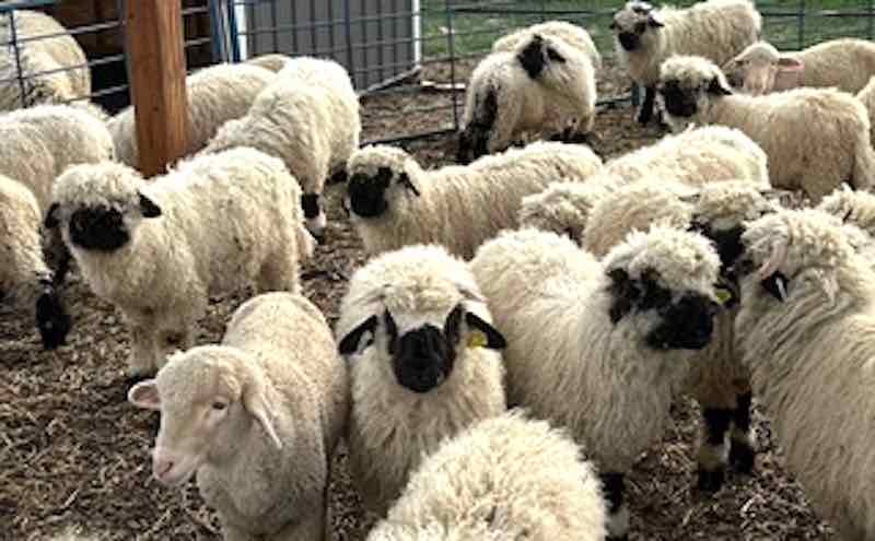 The Charm of Valais Blacknose Sheep