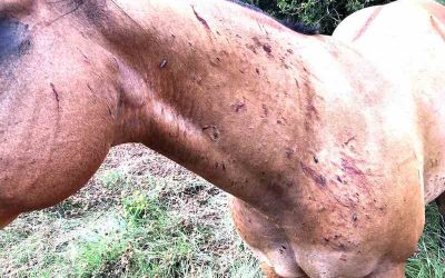 Livestock, Humans at Risk of Painful Bites as Horse Fly Populations Increase
