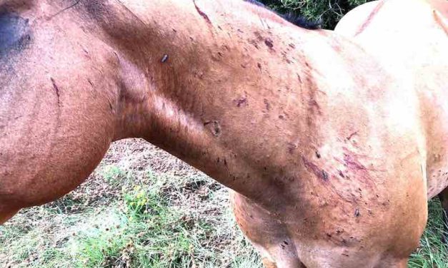 Livestock, Humans at Risk of Painful Bites as Horse Fly Populations Increase