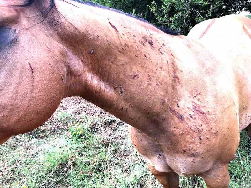 Livestock, Humans at Risk of Painful Bites as Horse Fly Populations Increase