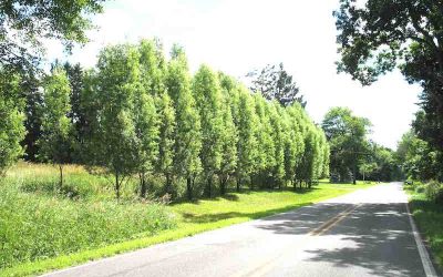 Hybrid Supertree Quickly Makes a Great Windbreak
