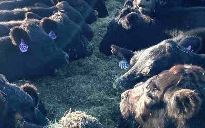 New Natural Feed Additive from DMTC Consulting