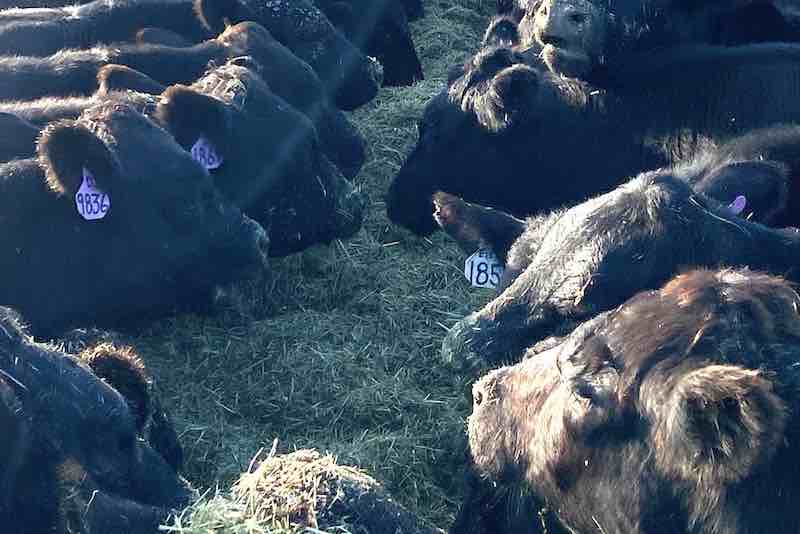 New Natural Feed Additive from DMTC Consulting