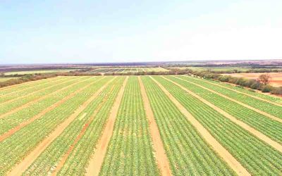 The Top Five Misconceptions Regarding Subsurface Drip Irrigation