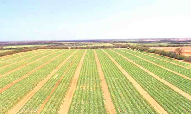 The Top Five Misconceptions Regarding Subsurface Drip Irrigation
