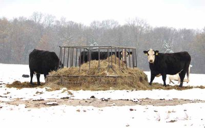 Don’t Let Cold Weather Freeze Cattle Performance This Winter