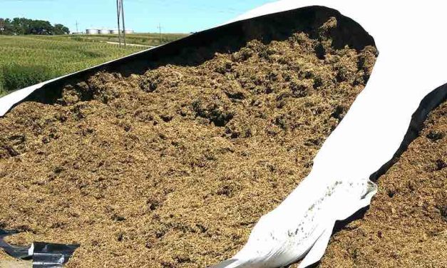 Proper Packing of Bagged Silage for Best Results