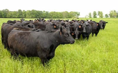 Four Facilities Management Tips to Help Minimize the Impact of Flies on Cattle