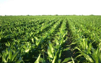 The Year Ahead: Forces That Will Shape the U.S. Farm Economy in 2021