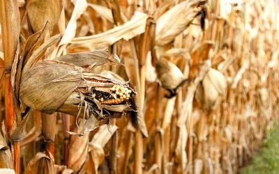 A Sustainable Harvest