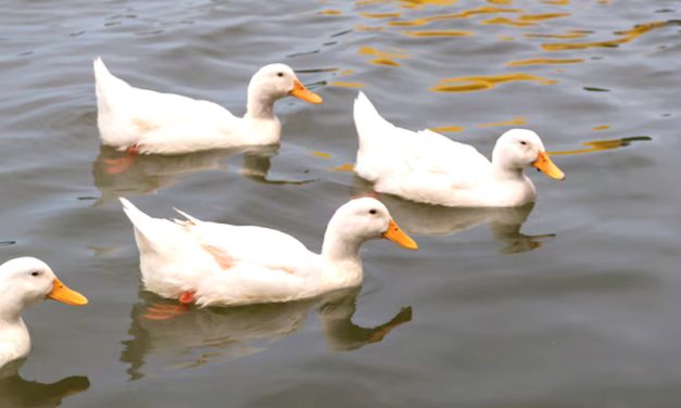 Nature’s Chickens