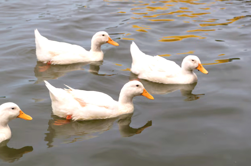 Nature’s Chickens