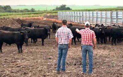 The Rise And Fall of Livestock Prices [Knightro Special Report]