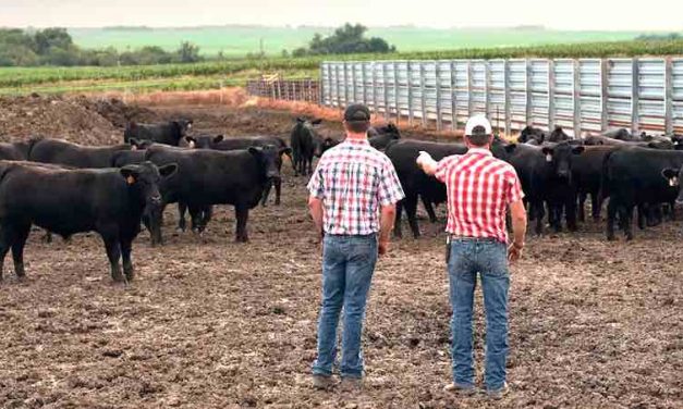 The Rise And Fall of Livestock Prices [Knightro Special Report]