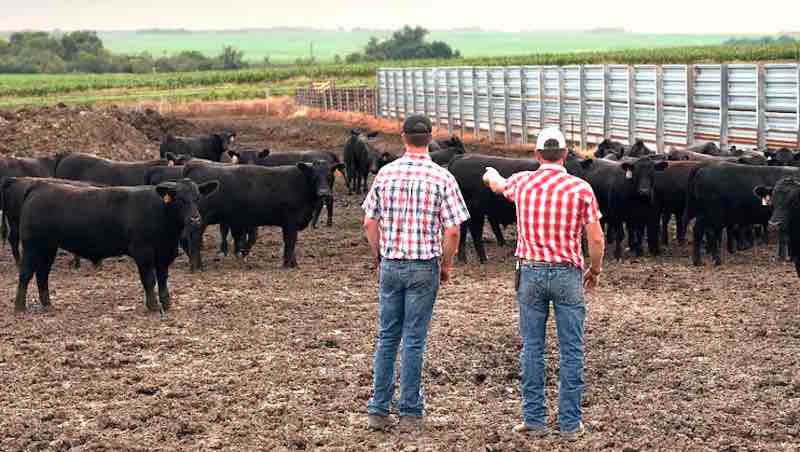 The Rise And Fall of Livestock Prices [Knightro Special Report]