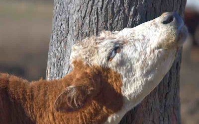 Tips To Successfully Control Cattle Lice