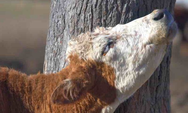 Tips To Successfully Control Cattle Lice