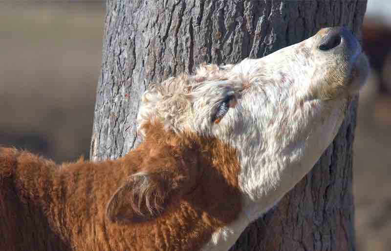 Tips To Successfully Control Cattle Lice