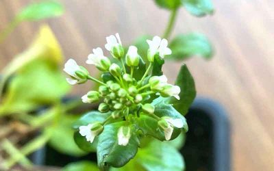 Turning a Weed Into a Profit-yielding Crop