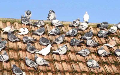 Rethinking the Pigeon