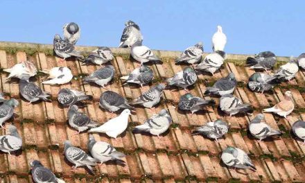 Rethinking the Pigeon