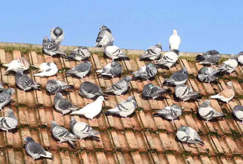 Rethinking the Pigeon
